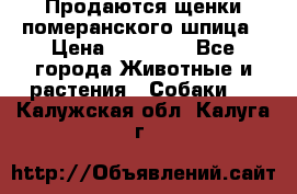 Продаются щенки померанского шпица › Цена ­ 45 000 - Все города Животные и растения » Собаки   . Калужская обл.,Калуга г.